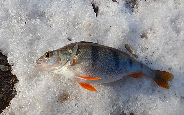Малые реки Подмосковья. Рыбалка на реке Лопасне <p>Этим материалом я хочу начать серию репортажей с удивительных малых рек Московской области.</p>
