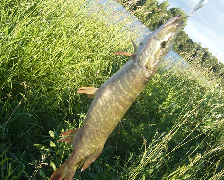 Рыба недели - щука Надо заметить, что чем ближе к берегу – тем мельче щука.