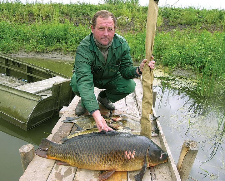 Рыба недели - сазан Ловится сазан преимущественно донными удилищами.