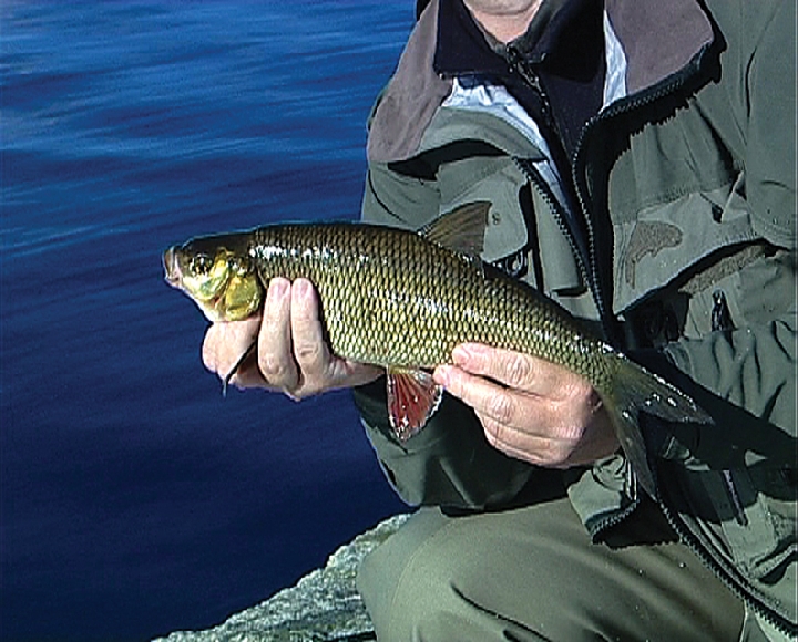Рыба недели - язь Ловится он в конце июля всеми возможными способами.